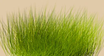 form grass